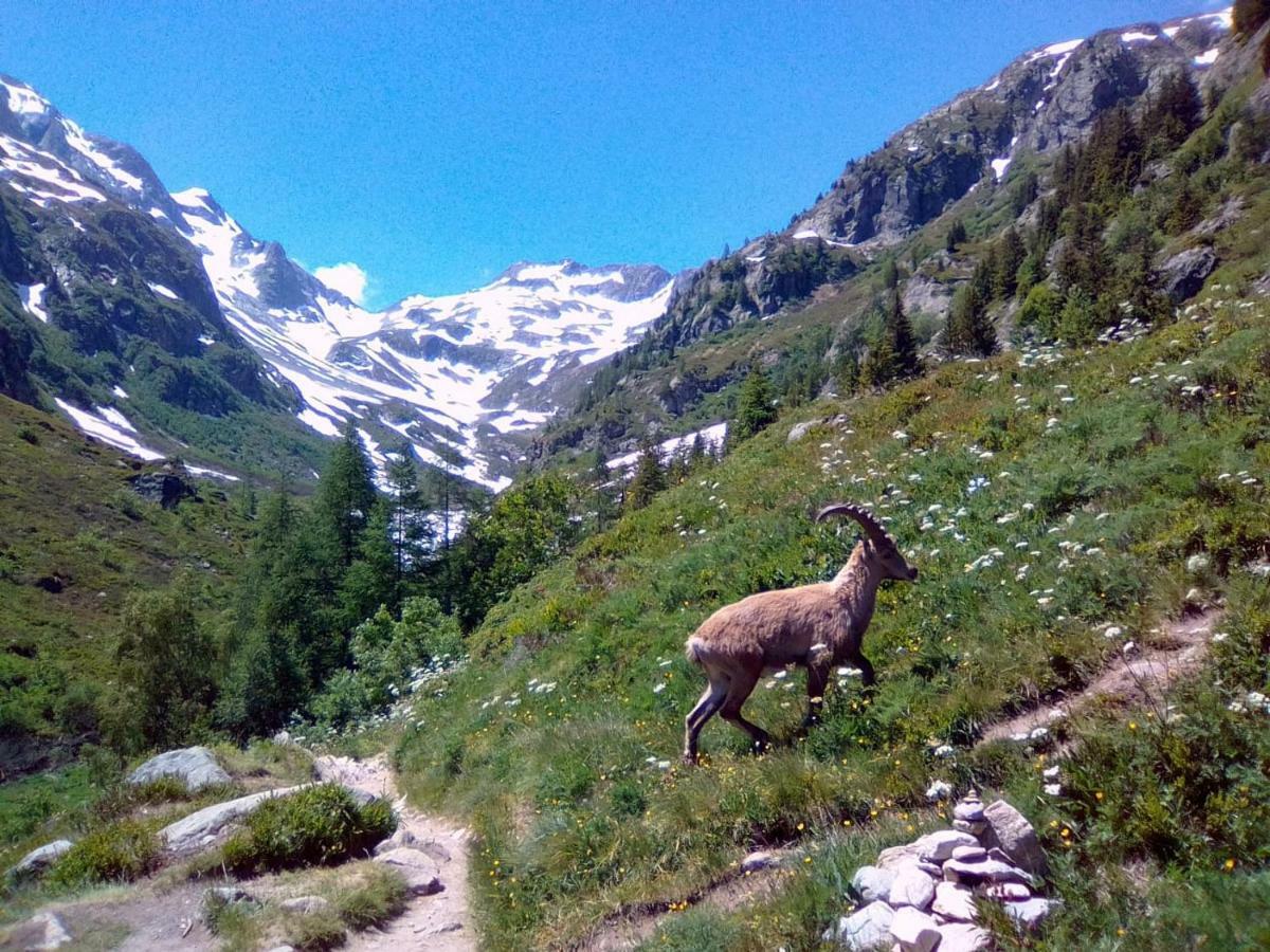 Chalets Pyrene Mont-Blanc Chamonix Kültér fotó